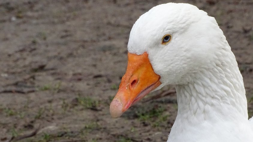 El Parc Nou d’Olot recuperarà les oques