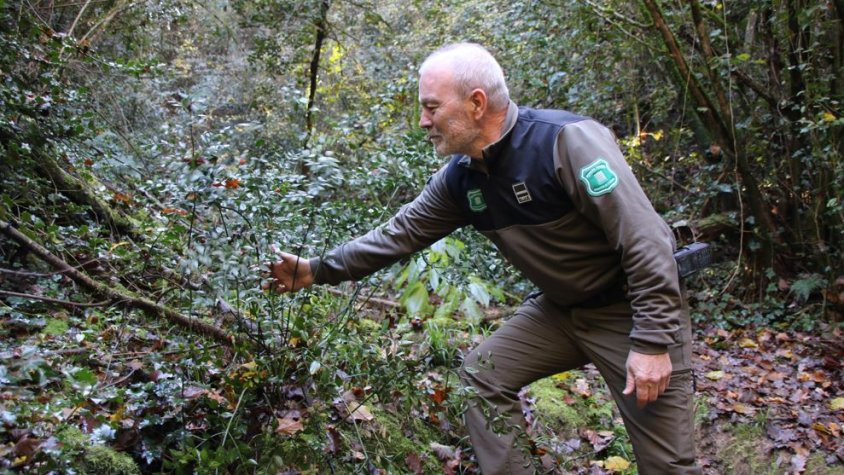 Els Agents Rurals intervenen a Girona un 63% menys d’espècies ornamentals de Nadal arrancades sense permís dels boscos