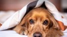 L’hivern també passa factura als animals de companyia