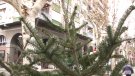 Des d’aquesta setmana ja estan habilitats els diferents punts de recollida d’arbres de Nadal naturals