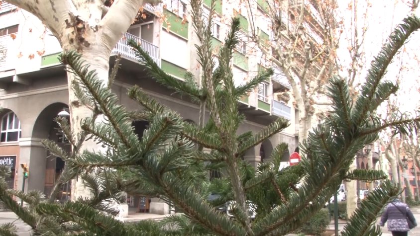 Des d’aquesta setmana ja estan habilitats els diferents punts de recollida d’arbres de Nadal naturals
