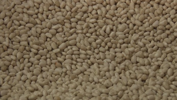 La collita de fesol de Santa Pau, enguany, tampoc ha estat bona