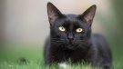 Fundació Fauna lamenta que les entitats hagin quedat al marge a l’hora de fer el protocol de la gestió de colònies felines