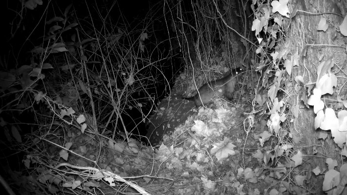 La població de llúdriga va creixent al Riu Fluvià