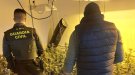 La Guàrdia Civil desmantella una plantació de 572 plantes de marihuana a Hostalets d’en Bas