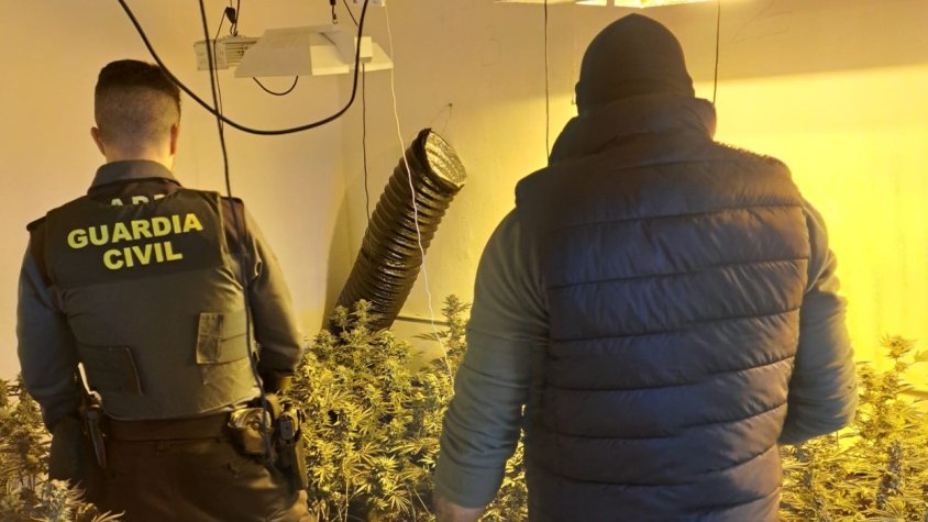 La Guàrdia Civil desmantella una plantació de 572 plantes de marihuana a Hostalets d’en Bas