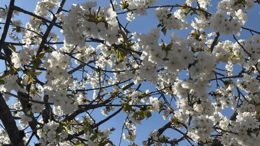 Els nivells de pol·linització d’aquesta primavera són dels més alts de la història