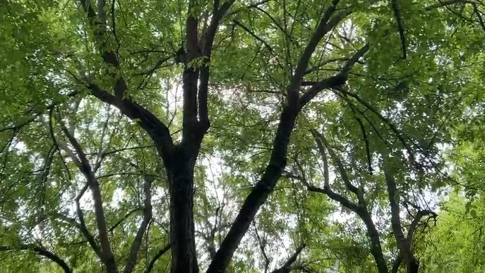 L’Ajuntament d’Olot assegura que es porta un bon control de l’estat de l’arbrat de la ciutat