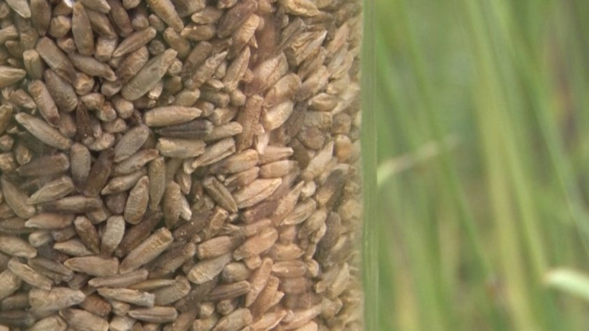 Neix una associació a la Vall d’en Bas que intentarà recuperar blats antics