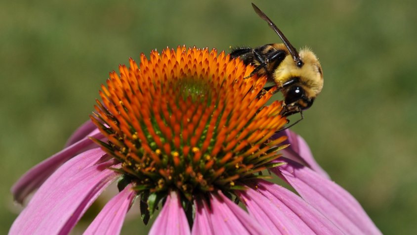 Aquesta primavera hi ha una concentració de gramínies quatre vegades més alta que la dels últims 40 anys