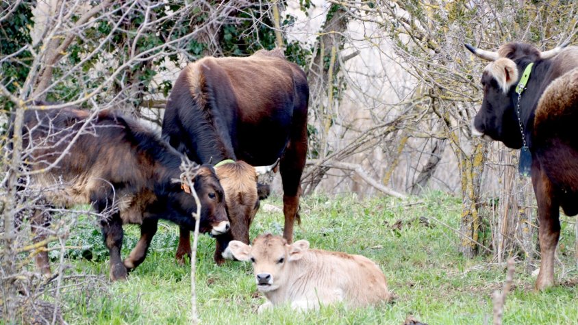 Els ramaders reclamen més recursos de l’administració per tenir relleu generacional al sector