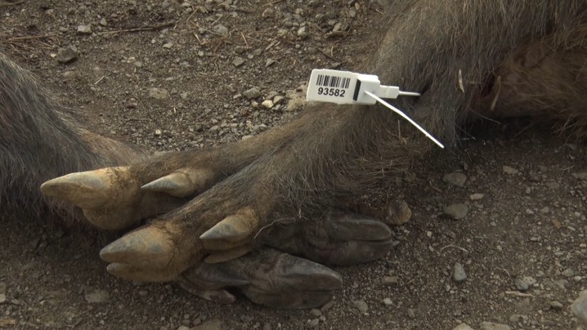 El Departament d’Agricultura activa un pla de control poblacional de senglars al massís de Rocacorba