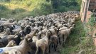 Un miler d’ovelles surten d’el Torn direcció la  Molina en el marc del projecte Transhumància per la Vida