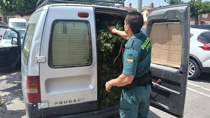 Denuncien tres persones per emportar-se sense permís 390 quilos de llentiscle de l’espai natural protegit de l’Alta Garrotxa