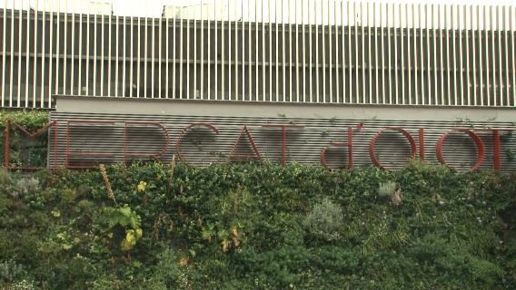 La CUP Olot critica que l’Ajuntament d’Olot s’hagi de fer càrrec del manteniment del jardí vertical de la Plaça Mercat