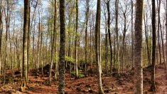 Una ruta per viure el bosc amb els cinc sentits