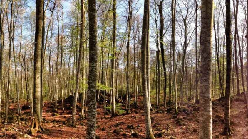 Una ruta per viure el bosc amb els cinc sentits