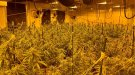 Detenen un home a Sant Joan les Fonts que tenia 141 plantes de marihuana a casa seva