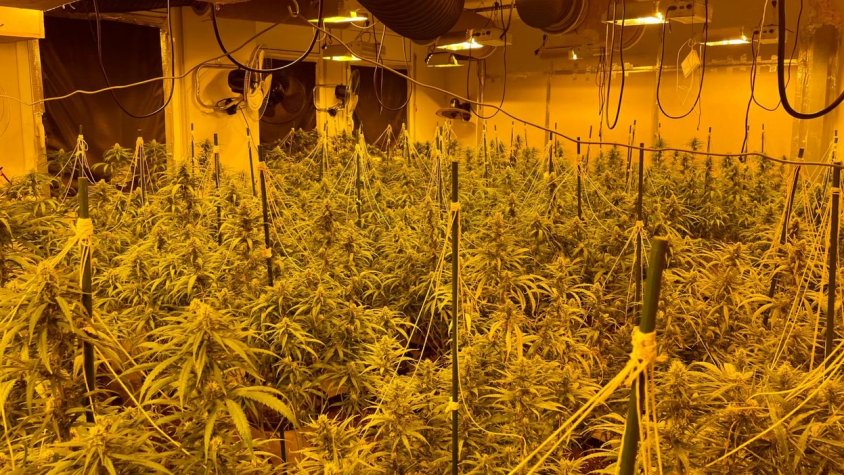 Detenen un home a Sant Joan les Fonts que tenia 141 plantes de marihuana a casa seva