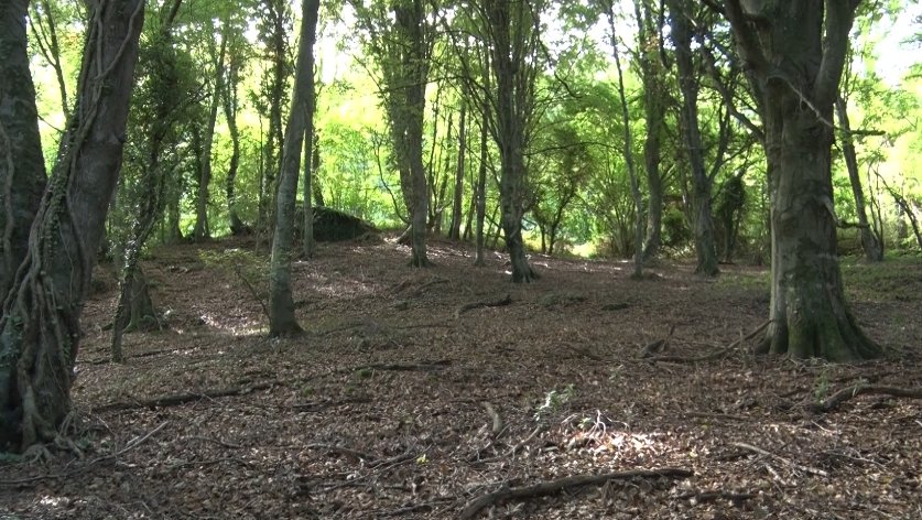 L’Associació Sèlvans impulsa un projecte de gestió forestal a diversos espais boscos de la comarca