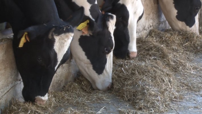 Unió de Pagesos crítica a la Generalitat de “falta de previsió i gestió” pels casos de dermatosi nodular