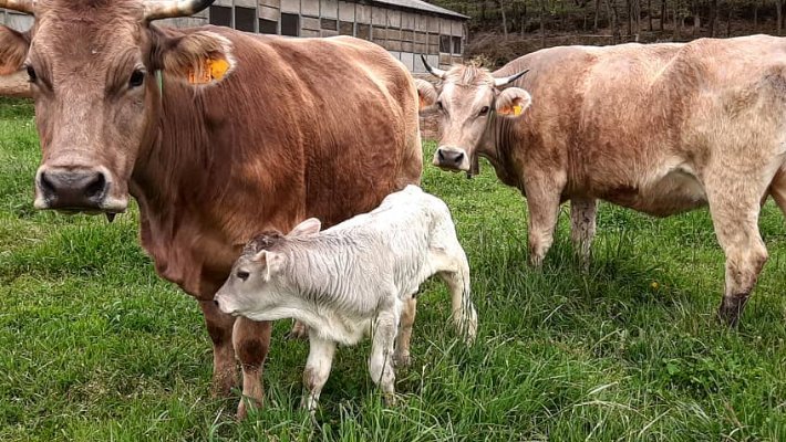 Malestar i incertesa entre el sector ramader de la Garrotxa arran de la crisi de la dermatosi nodular