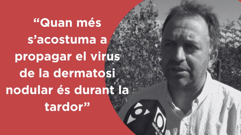 "La dermatosi nodular és un virus que se sol propagar durant la tardor"