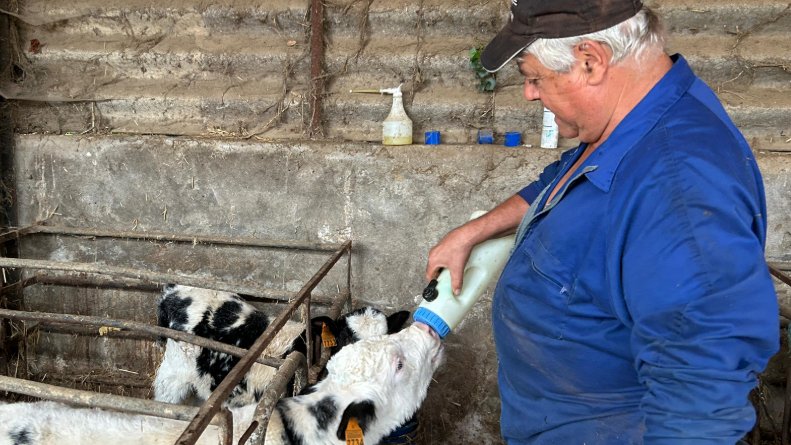 Els ramaders garrotxins alerten del temps i els diners que comporta tornar a iniciar un cicle productiu boví, sigui de llet o de carn 