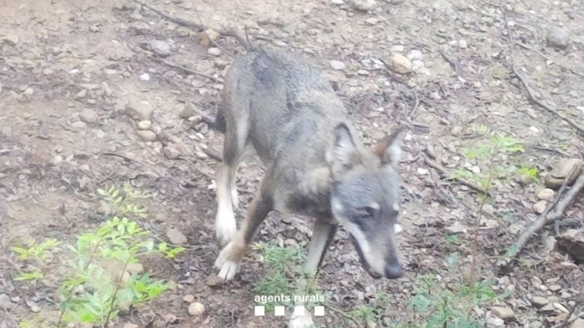 Troben cries de llop entre l’Alta Garrotxa i l’Alta Empordà