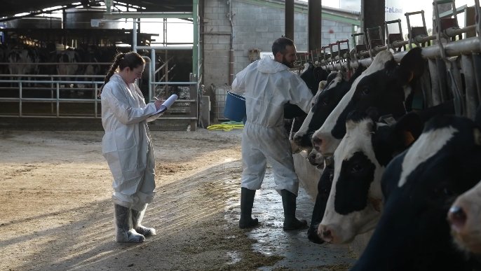 Experts de l’IRTA-CReSA asseguren que la vacuna contra la dermatosi nodular és eficaç i segura