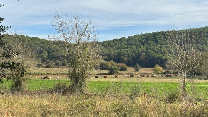 Els pagesos de l’Alta Garrotxa, preocupats i amb molts dubtes després que el llop hagi criat a la zona