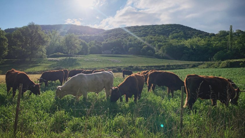 La Canova del Puig participarà per primera vegada a la Fira Orígens