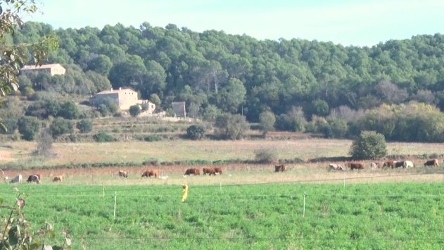 Els ramaders garrotxins afronten una nova etapa després de la fase d’immunització de la vacuna de la dermatosi nodular