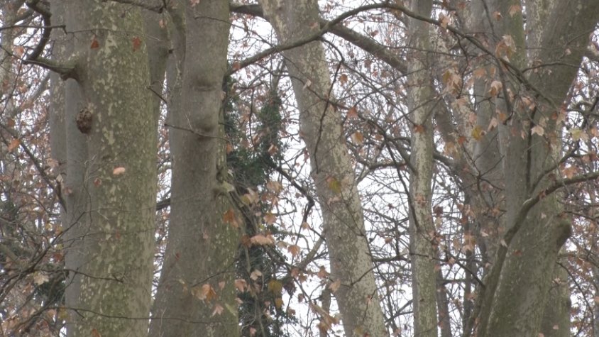 Un 10% dels arbres estudiats a Olot solen necessitar una fitxa exhaustiva d’actuació per possibles riscos