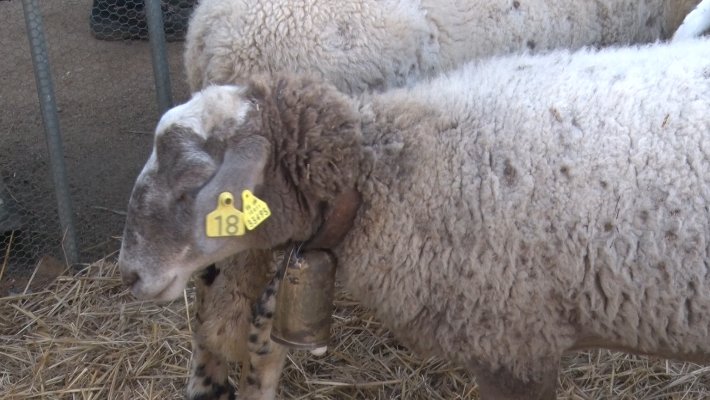 La Generalitat permet portar cavalls, ovelles i cabres a la Fira de Santa Llúcia de Sant Feliu de Pallerols