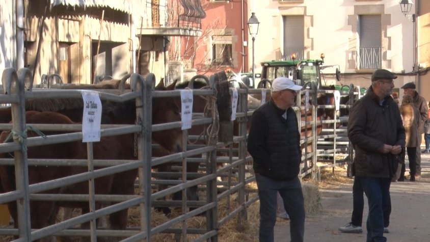 La Fira de Santa Llúcia s’ha celebrat amb bestiar a l’últim moment
