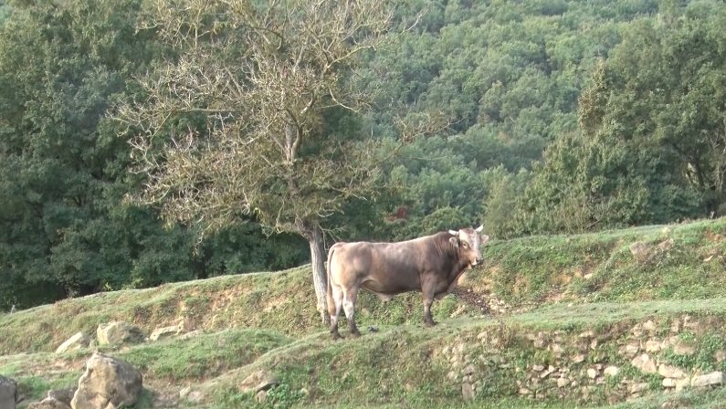 Els ramaders de bestiar boví se senten oblidats