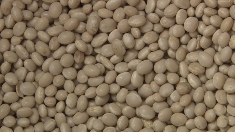 Els productors de fesol de Santa Pau celebren la bona collita d’enguany