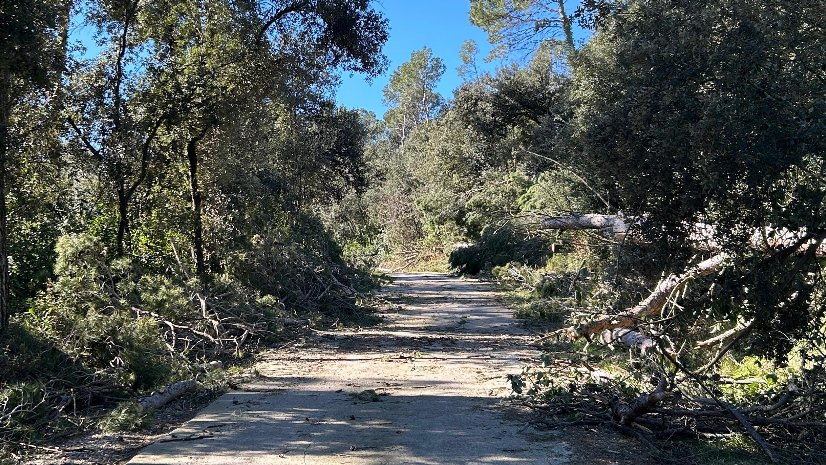 Les ADF i tècnics del Consell Comarcal de la Garrotxa continuen fent balanç de les destrosses que el vent ha provocat als boscos de la Garrotxa