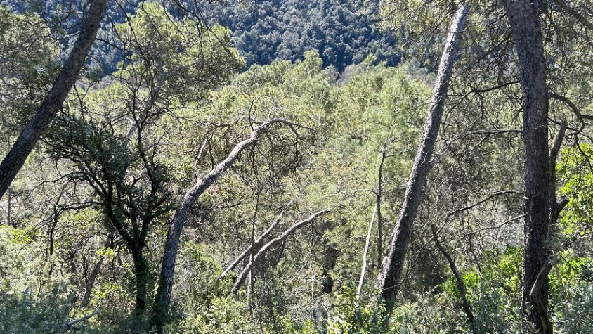 Crítiques de l’Ajuntament de Sant Ferriol a la Generalitat per no rebre ajudes per fer franges de protecció