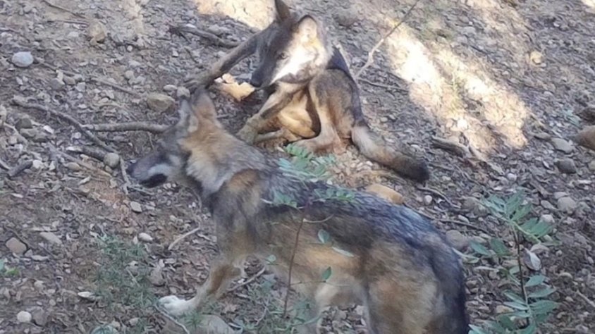 Diversos alcaldes de la Garrotxa veuen amb preocupació la presència de llop a l’Alta Garrotxa i el fet que es reprodueixin