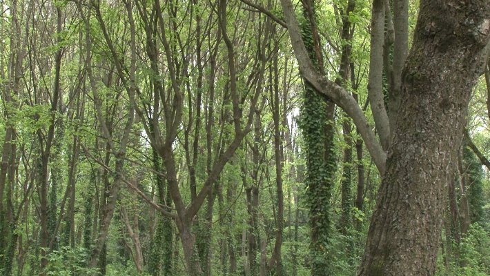 Es tanca el projecte de la Roureda del Mas Tarut amb èxit de participació ciutadana