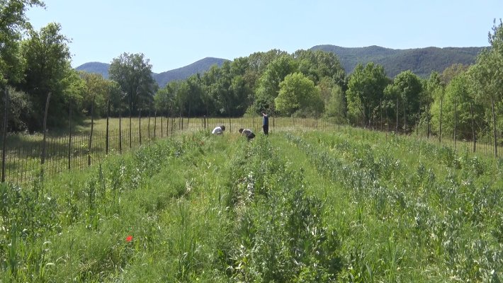 Mieres potencia l’agroforesteria sintròpica per tal de cultivar sense haver de fer servir gaire aigua