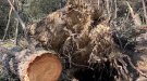 Alcaldes de la Garrotxa demanen a la Generalitat ajudes per poder tenir més ben gestionats els boscos més enllà dels camins
