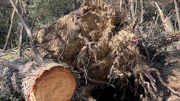 Alcaldes de la Garrotxa demanen a la Generalitat ajudes per poder tenir més ben gestionats els boscos més enllà dels camins
