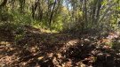 Una veïna de Sales de Llierca denuncia que li roben arbres del seu bosc des de fa gairebé 15 anys