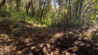 Una veïna de Sales de Llierca denuncia que li roben arbres del seu bosc des de fa gairebé 15 anys