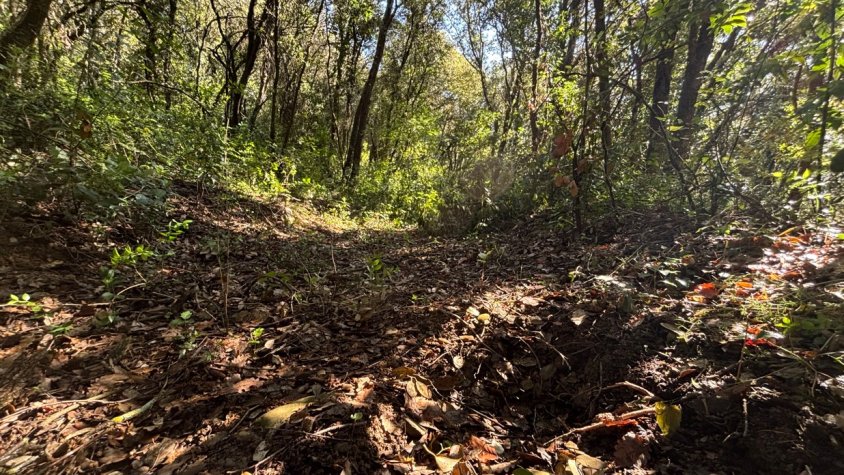 Una veïna de Sales de Llierca denuncia que li roben arbres del seu bosc des de fa gairebé 15 anys