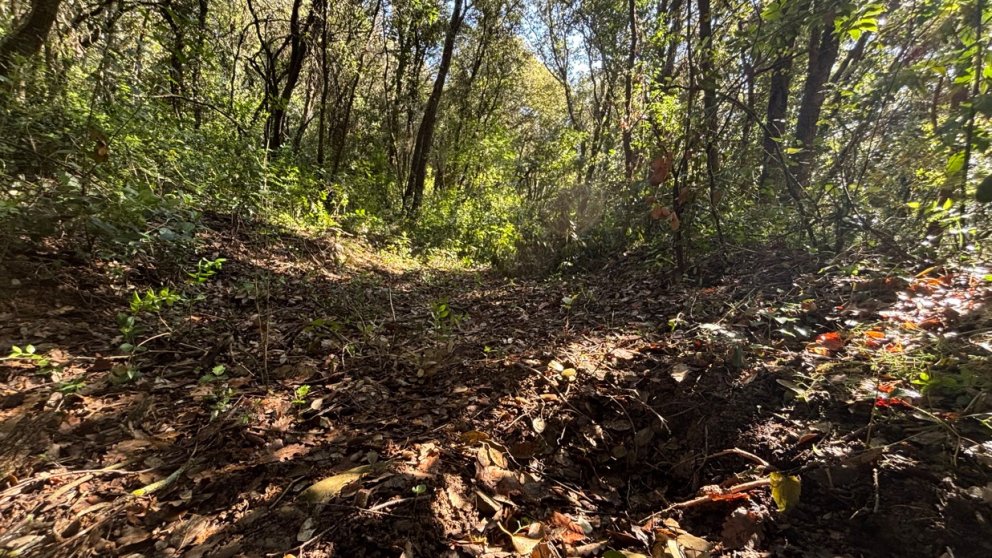 Una veïna de Sales de Llierca denuncia que li roben arbres del seu bosc des de fa gairebé 15 anys