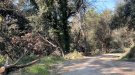 Continua la preocupació per l’estat dels boscos de la Garrotxa a pocs dies perquè comenci l’estiu